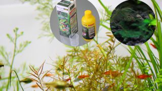 水槽の緑色の臭いコケの駆除方法　藍藻（前編）